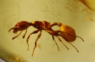 Formicidae Myrmicinae Electromyrmex