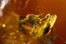 Formicidae Myrmicinae Temnothorax petiolatus