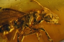 Formicidae Ponerinae Pachycondyla succina