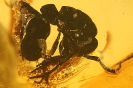 Formicidae Ponerinae Platythyrea