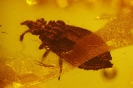 Heteroptera Aradidae Calisius