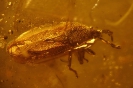 Heteroptera Piesmatidae