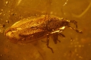 Heteroptera Piesmatidae