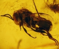 Hymenoptera Peradeniidae