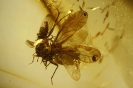 Neoptera Psocoptera Psocidae