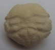 Dromiopsis rugosa