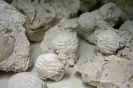 Dromiopsis Rugosa