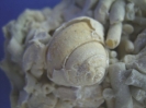 Leptomaria niloticiformis