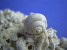Leptomaria sp.