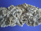 Moltkia isis