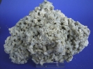 Ocullina becki