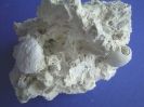 Paleocypraea spirata