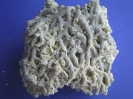 Stylasterina sp.