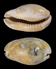 Akleistostoma (Akleistostoma) carolinensis CONRAD 1841 