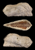 Arca wagneriana DALL 1898