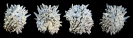 Arcinella cornuta CONRAD 1866
