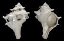 Busycon (Echinofulgur) echinatum DALL 1890