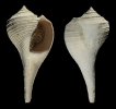 Busycotypus bicoronatum TRIPP 1988