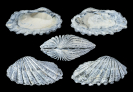 Carditamera cf. arata CONRAD 1832