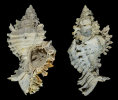 Chicoreus cf. floridanus VOKES 1965