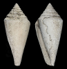 Contraconus lindajoyceae PETUCH 1991 