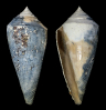 Mollusken