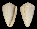 Conus spurius GMELIN 1791
