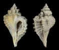 Eupleura intermedia DALL 1890