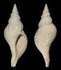 Fasciolaria (Triplofusus) scalarina HEILPRIN 1887