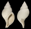 Fasciolaria tulipa LINNAEUS 1758