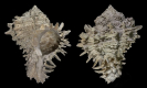 Hexaplex hertweckorum PETUCH 1988