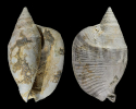 Macrostrombus leidyi HEILPRIN 1887