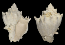 Melongena bispinosa R.A. PHILIPPI 1844