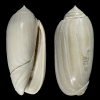 Oliva immortua PILSBRY & BROWN 1917
