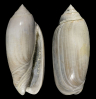 Oliva (Oliva) edwardsi OLSSON 1967