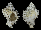 Phyllonotus globosus EMMONS 1858