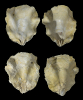 Placunanomia plicata TUOMEY and HOLMES 1857