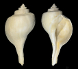 Pyruella basingerensis PETUCH 1994