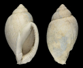 Sconsia hogii CONRAD 1841