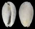 Siphocypraea (Seminolecypraea) parodizi PETUCH 1994