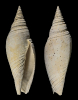 Subcancilla candida REEVE 1847