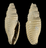 Subcancilla longa GABB 1873