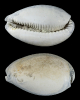 Syphocypraea problematica HEILPRIN 1886