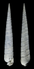 Terebra aclinica OLSSON 1967