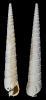 Terebra miamica OLSSON 1967
