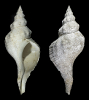 Triplofusus giganteus KIENER 1840