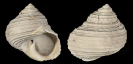 Turbo rhectogrammicus DALL 1892