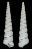 Turritella magnasulcus PETUCH 1991