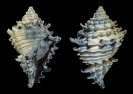 Vasum (Hystrivasum) horridum HEILPRIN 1886