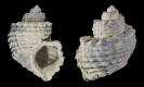 Ventrilia tenera PHILIPPI 1848